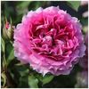 ROSIER-PRINCESSE-D-ORIENTR-RN