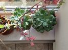 Echeveria Lady Aquarius si Rain drops inca sunt pline de flori