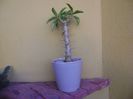 Pachypodium saundersii