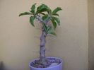 Pachypodium saundersii