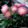 peony_bowl_of_beauty__2_800x800