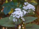eupatorium rugosum Chocolate