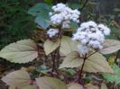 eupatorium rugosum Chocolate