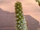 Orostachys erubescens
