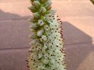 Orostachys erubescens