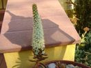 Orostachys erubescens, inflorescenta