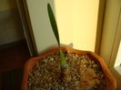 Boophone disticha