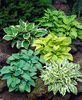 Eșec China - Hosta Mixed