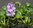 Eșec China - Water hyacinth