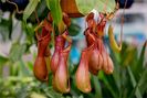 Eșec China - Nepenthes Alata