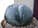 Astrophytum myriostigma v. tricostatum
