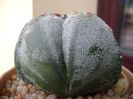 Astrophytum myriostigma v. tricostatum