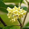 Eșec China - Osmanthus Fragrans