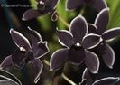 Eșec China - Cymbidium Black Ruby