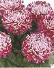 crizantema-floare-mare-multicolor-001-Copy3