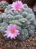 Lophophora fricii cv Marbles