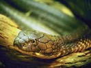 snake_1