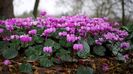 Cyclamen coum - pierduta