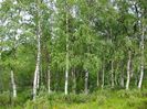 Betula_pendula_in grup