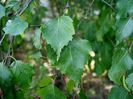 Betula_pendula-frunzele