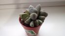 Lithops pleiospilos nelii