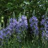 Camassia