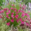 Rhodohypoxis 'Beverly'