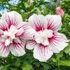 Hibiscus syriacus Starburst Chiffon