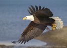 bald-eagle-in-flight-homer-alaska_175