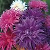 Aster Ostrich Plume Mixed