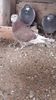 20181116_124712(0)