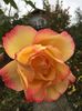 8E3EF8D7-7C20-4F92-8259-8A9D6B1F183D