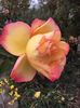 BC907B83-408A-4EF5-BC09-F086362F8FCE