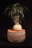 Euphorbia waringiae