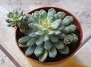 Echeveria Rundelli