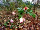 Abraham Darby