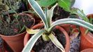 IMG-20181117-WA0014