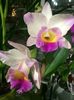 Cattleya 17.11.2018
