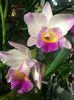 Cattleya
