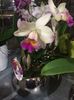 Cattleya