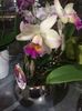 Cattleya