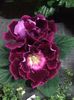 Gloxinia