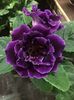 Gloxinia 17.11.2018