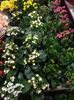 Kalanchoe