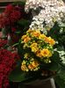 Kalanchoe