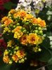 Kalanchoe