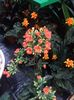 Kalanchoe
