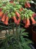 Kalanchoe