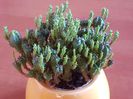 Euphorbia (?)