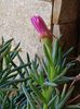 Lampranthus-chiar daca este in demisol mai deschide cate o floricica